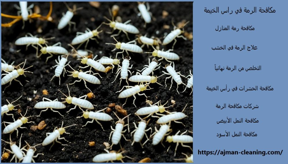 مكافحة الرمة في راس الخيمة