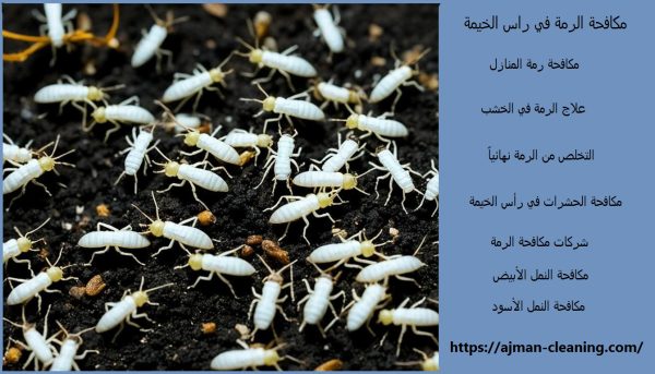 مكافحة الرمة في راس الخيمة