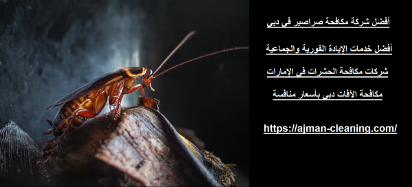 أفضل شركة مكافحة صراصير في دبي