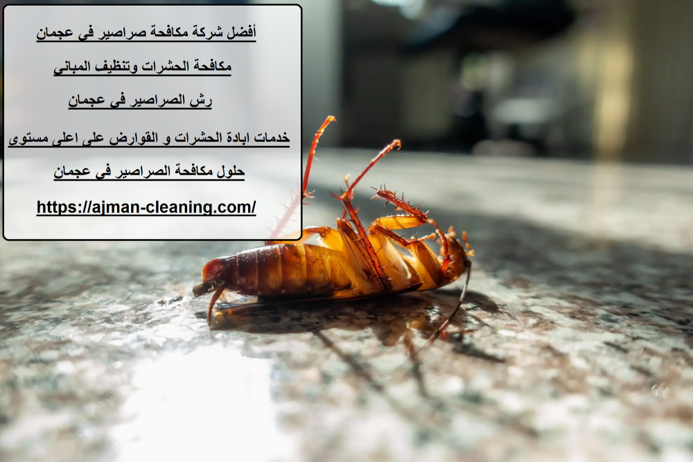 أفضل شركة مكافحة صراصير في عجمان