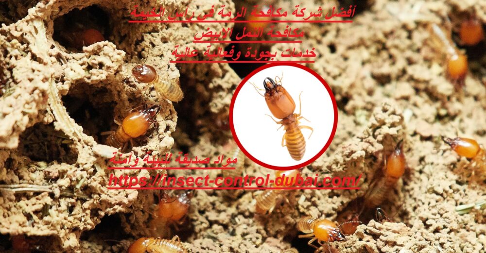 شركة مكافحة الرمة في رأس الخيمة