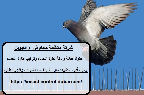 شركة مكافحة حمام فى أم القيوين