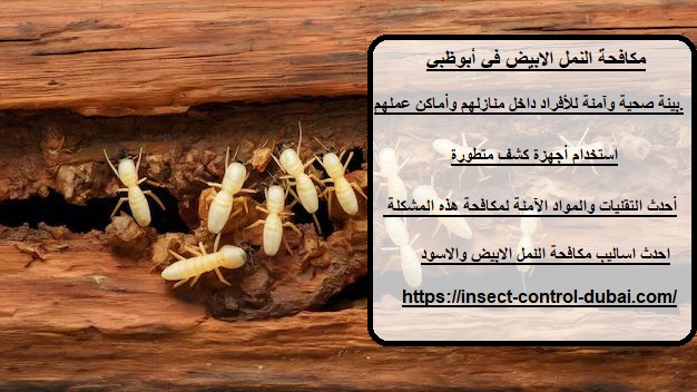مكافحة النمل الابيض في أبوظبي