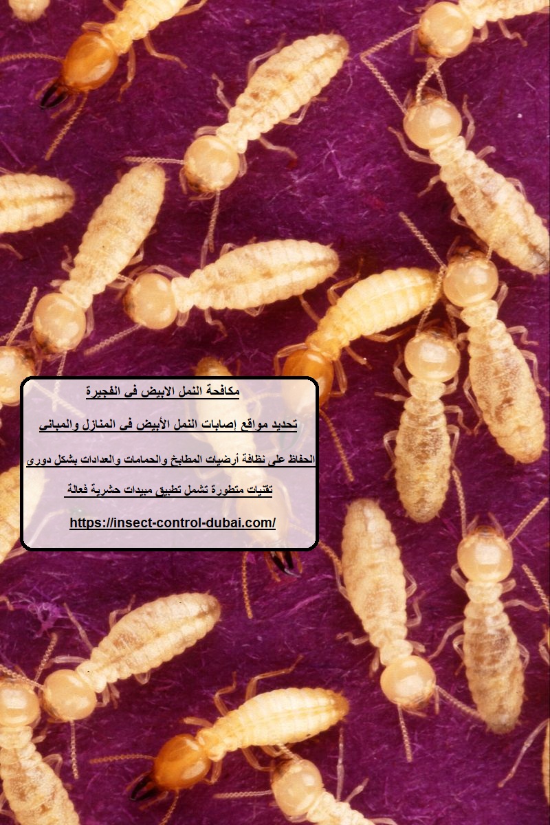 مكافحة النمل الابيض في الفجيرة
